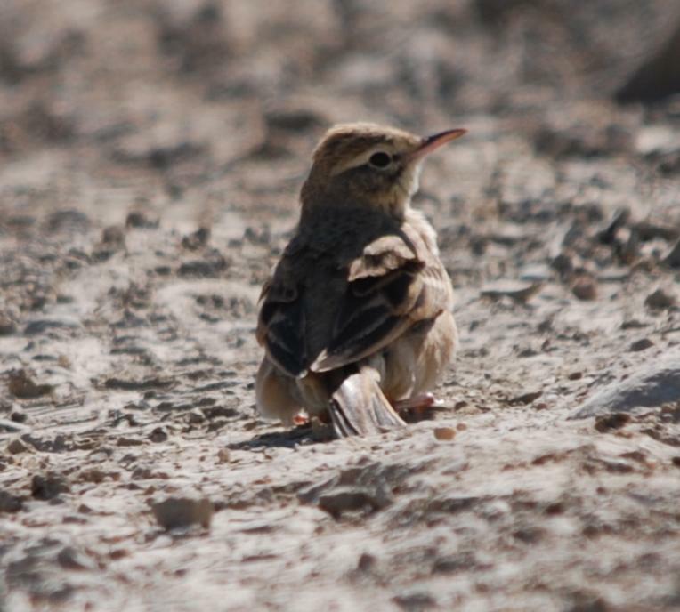 Calandro o Calandro maggiore?